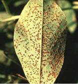 Infected Leaf